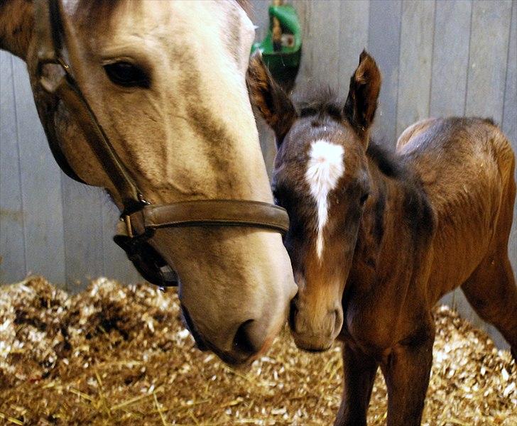 Lusitano Amêndoa - 2 marts fødte Amendoa et velskabt hoppeføl, sikken en overraskelse - vi var blevet fortalt at termin var i april.  billede 20