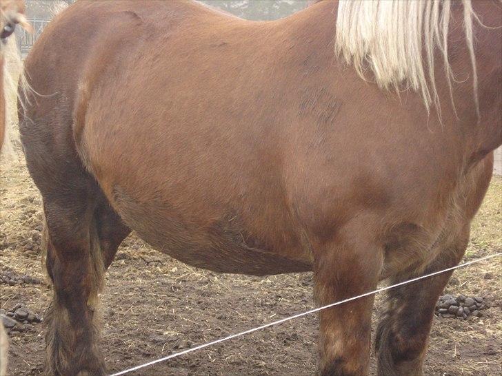 Jyde Dawn Af Aggersgård RIP - 4 uger før termin ca. billede 16