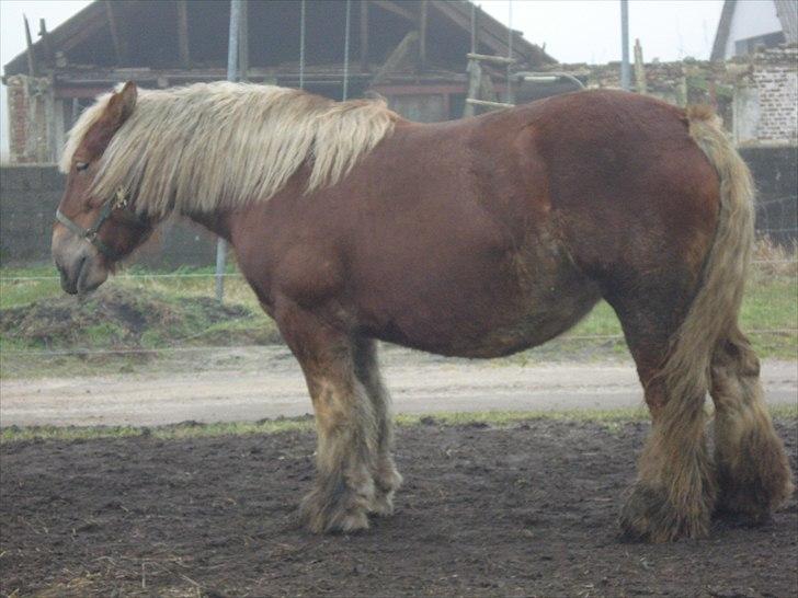 Jyde Kira Af Aggersgård RIP - 6 uger før termin ca. (2011) billede 14