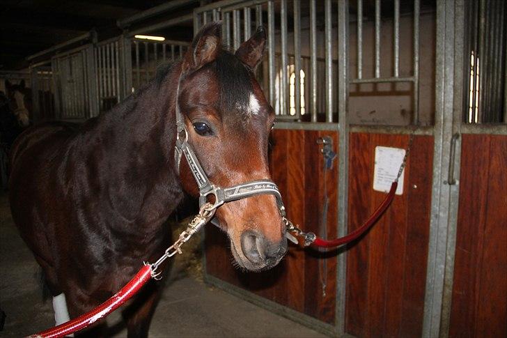 DSP Nørlunds Magic Boy billede 9