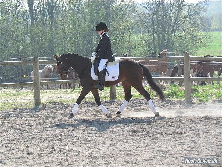 DSP Nørlunds Magic Boy - 1 kval. af Højelse cup 2011 - red 69,58% og 2 pl. (24 startende) billede 10