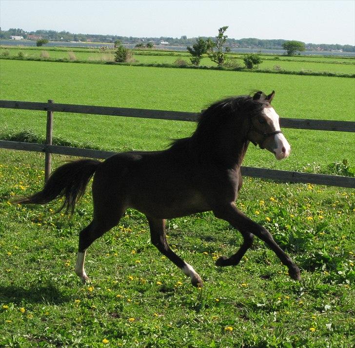 Welsh Pony (sec B) Korreborgs Bobbi *solgt* - 1/2 år billede 10