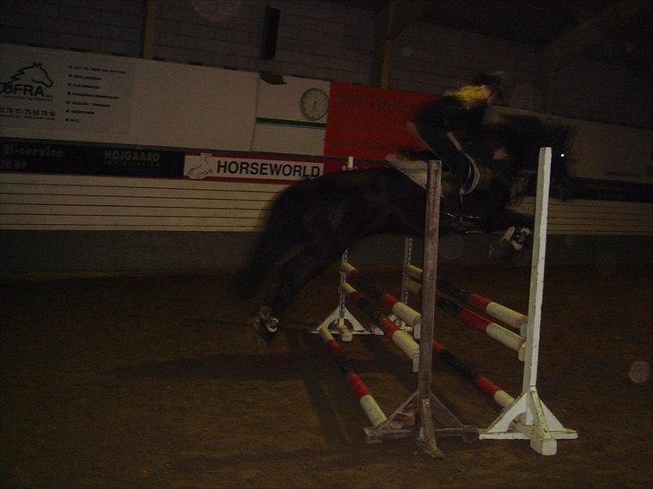 Anden særlig race Lucas - SOLGT billede 15