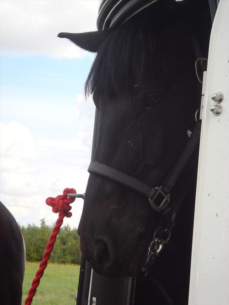 Anden særlig race Lucas - SOLGT billede 16