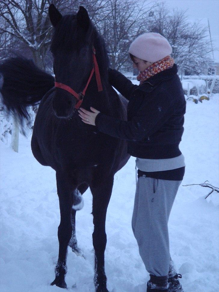 Anden særlig race Lucas - SOLGT billede 17