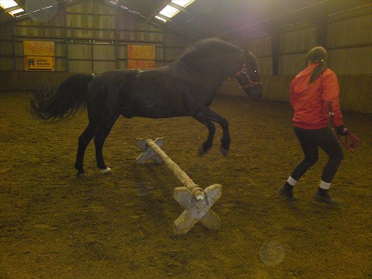 Anden særlig race Lucas - SOLGT billede 18