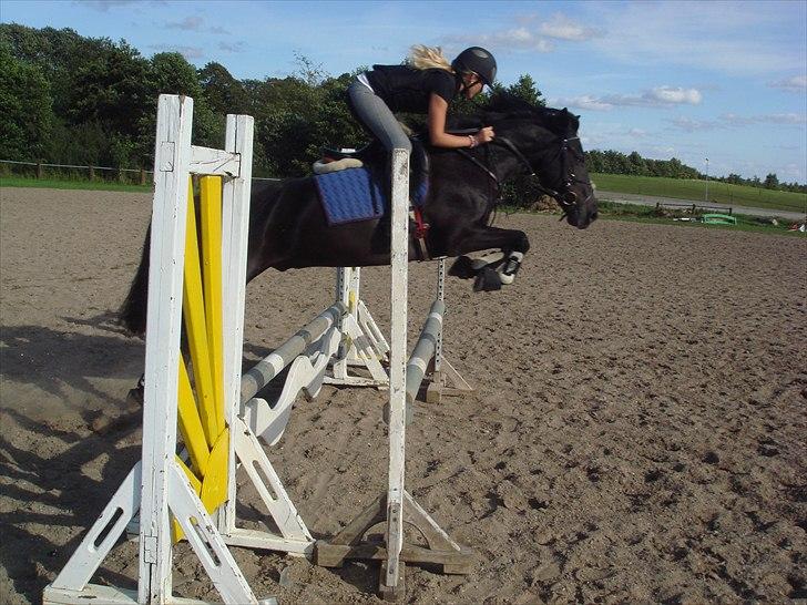 Anden særlig race Lucas - SOLGT billede 20