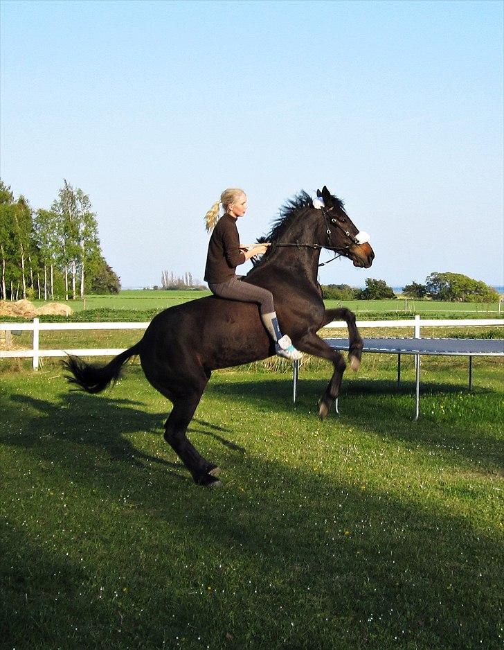 Traver Tøzzen  - På kommando. billede 16