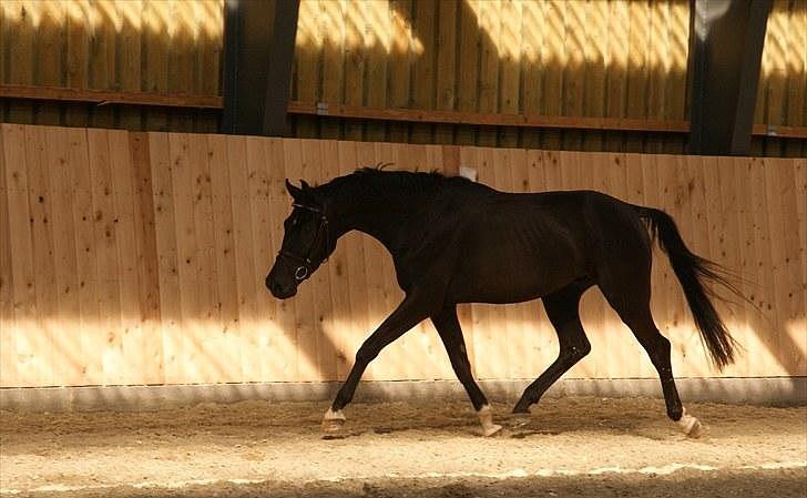 Anden særlig race Meulengrachts Don Cordoba - Billed taget a Meldgaard billede 9