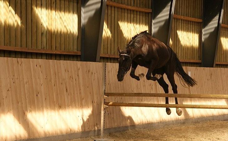 Anden særlig race Meulengrachts Don Cordoba - Billed taget a Meldgaard billede 11