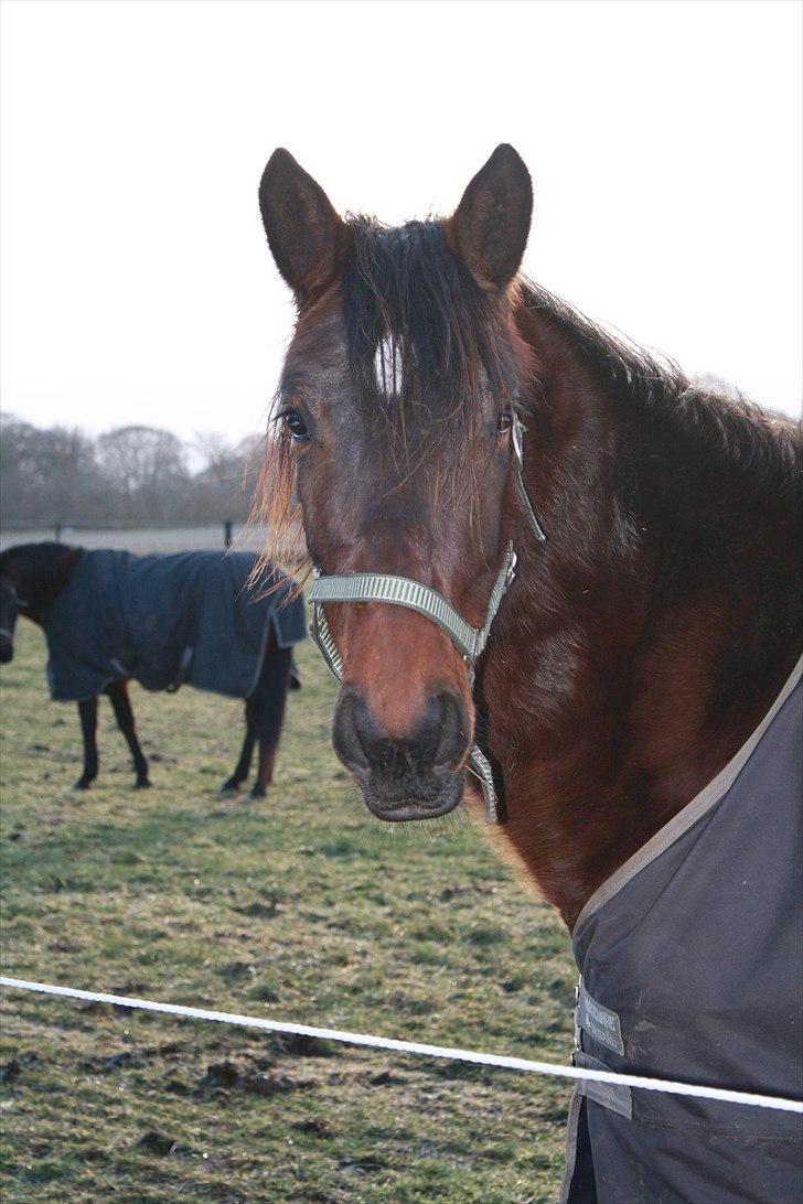 Dansk Varmblod Grangårdens Neptun (SOLGT) billede 12