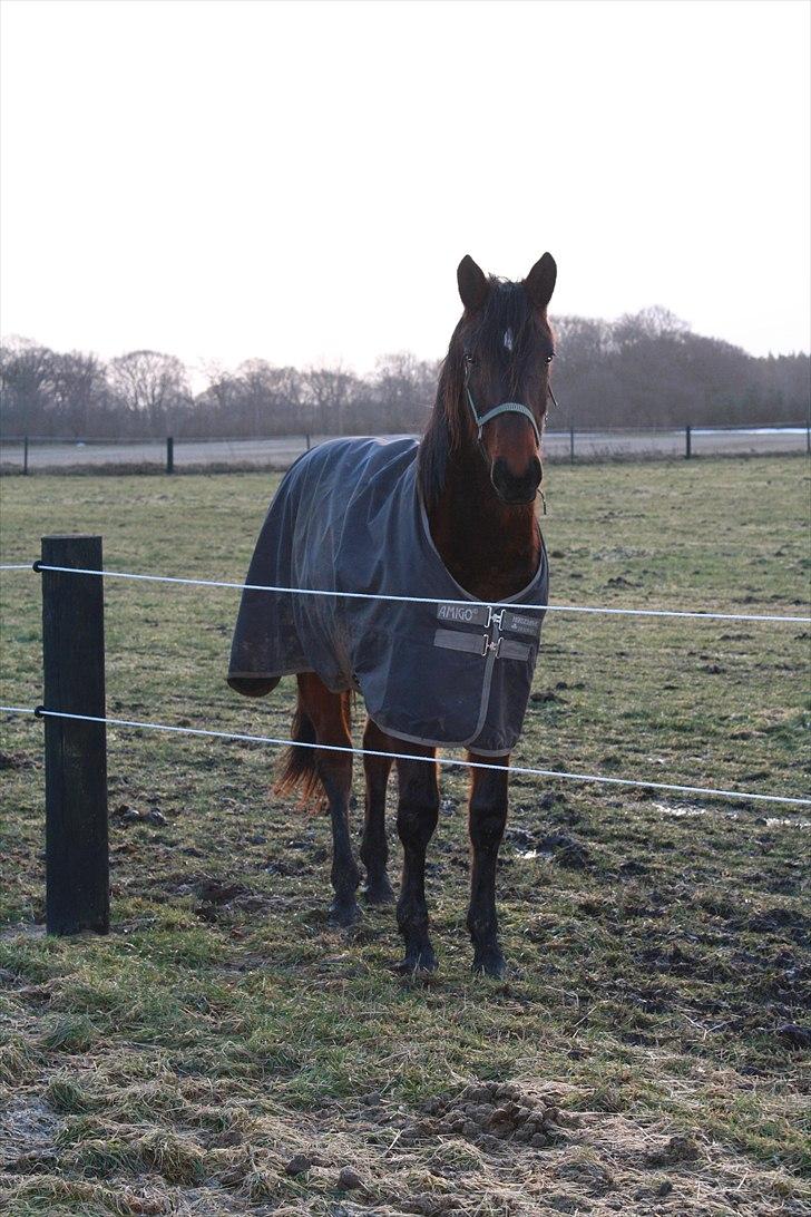 Dansk Varmblod Grangårdens Neptun (SOLGT) billede 13