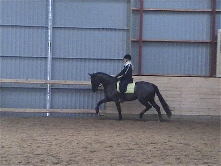 Dansk Varmblod Uniq-Vitz - anden gang jeg prøvede Uniq billede 1