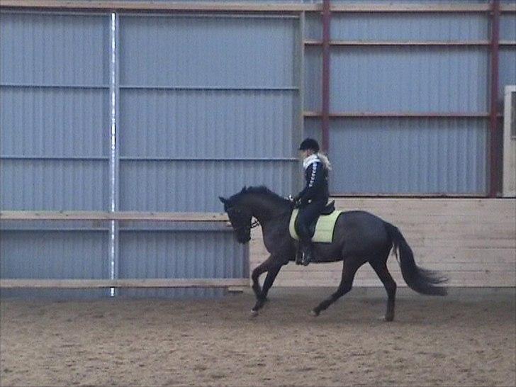 Dansk Varmblod Uniq-Vitz - anden gang jeg prøvede Uniq billede 2