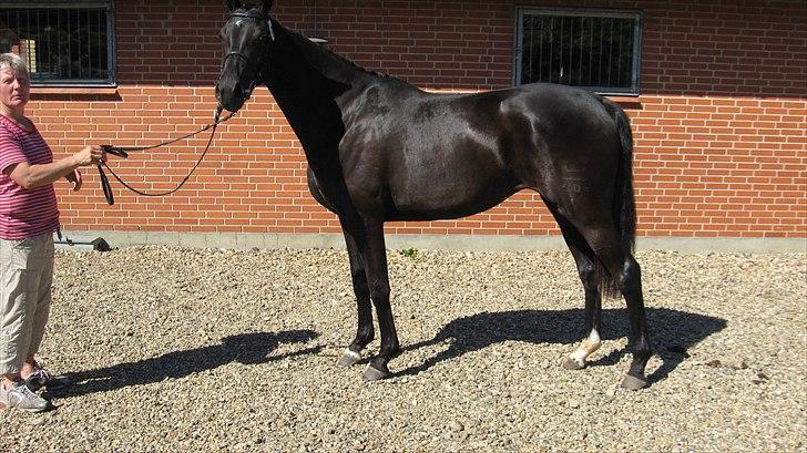 Dansk Varmblod Uniq-Vitz - 2 års skue billede 3