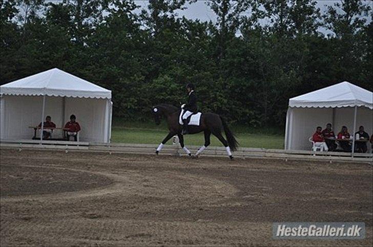 Dansk Varmblod Uniq-Vitz - Kåring i Ikast som 3 års billede 4