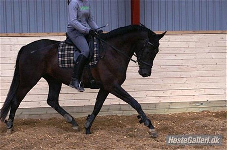 Dansk Varmblod Uniq-Vitz - Uniq med Christina som red hende billede 5