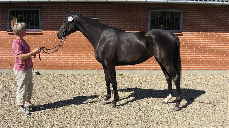 Dansk Varmblod Uniq-Vitz - 2 års skue billede 6
