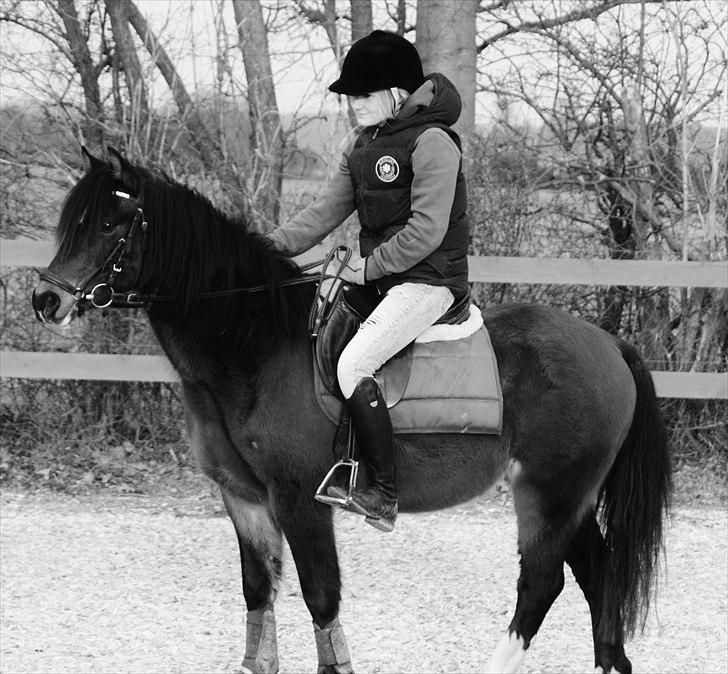 Welsh Pony (sec B) Gribsvads Tango | solgt | - Karenslyst (-; billede 19