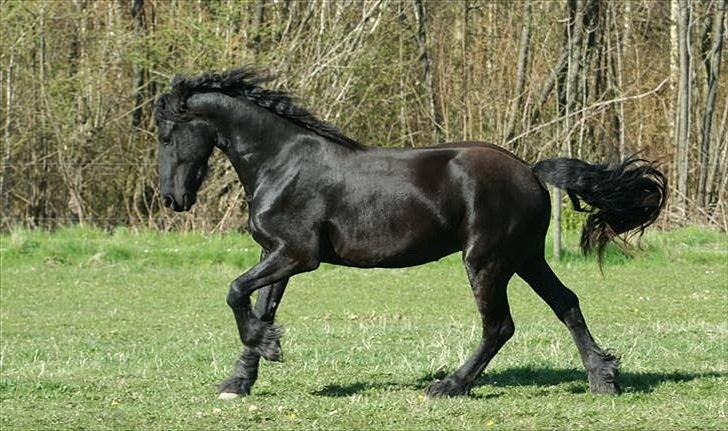 Frieser Rintje  billede 9