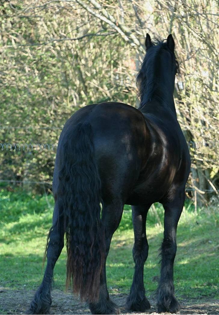 Frieser Rintje  billede 10