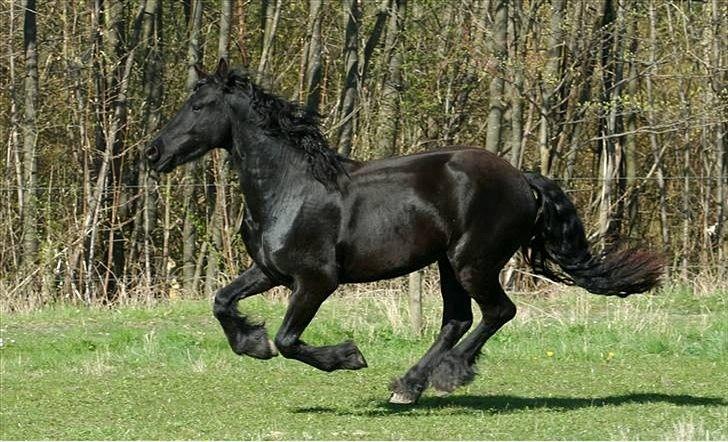 Frieser Rintje  billede 11