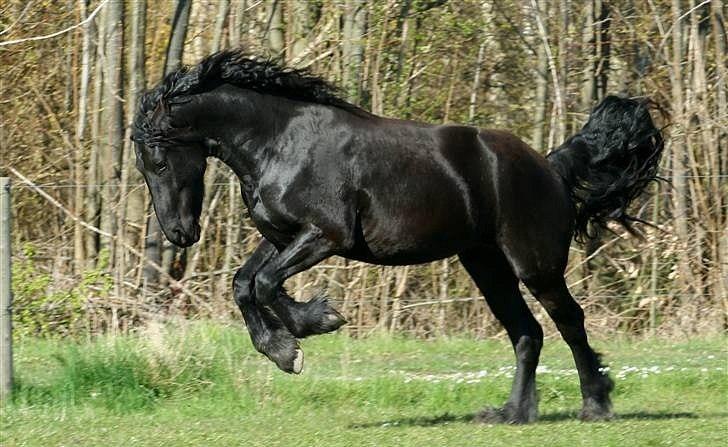 Frieser Rintje  billede 12