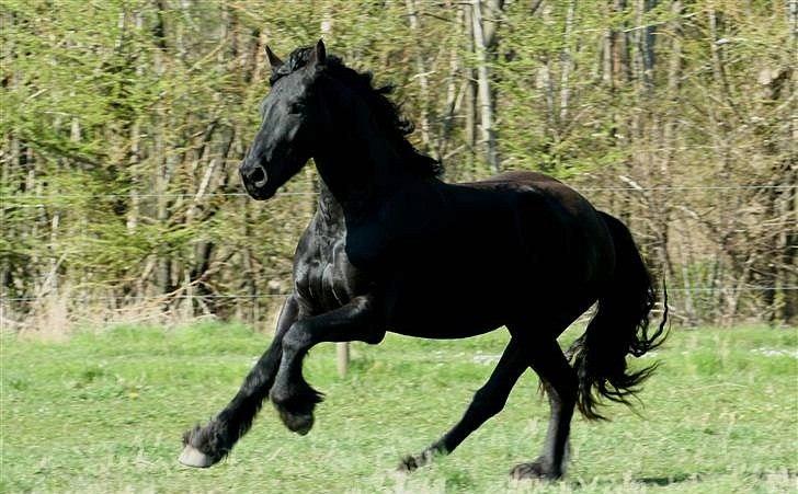 Frieser Rintje  billede 13