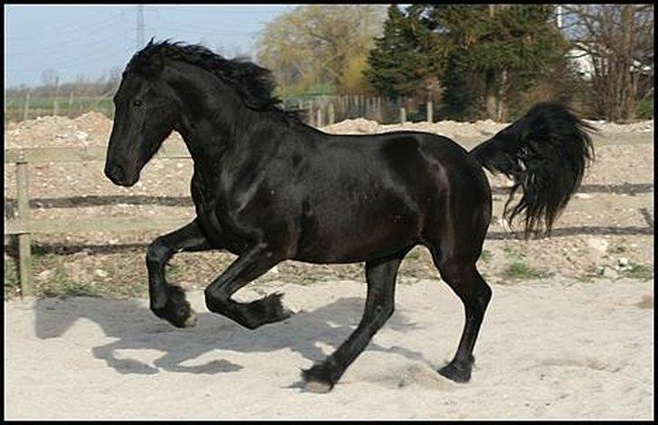 Frieser Rintje  billede 14