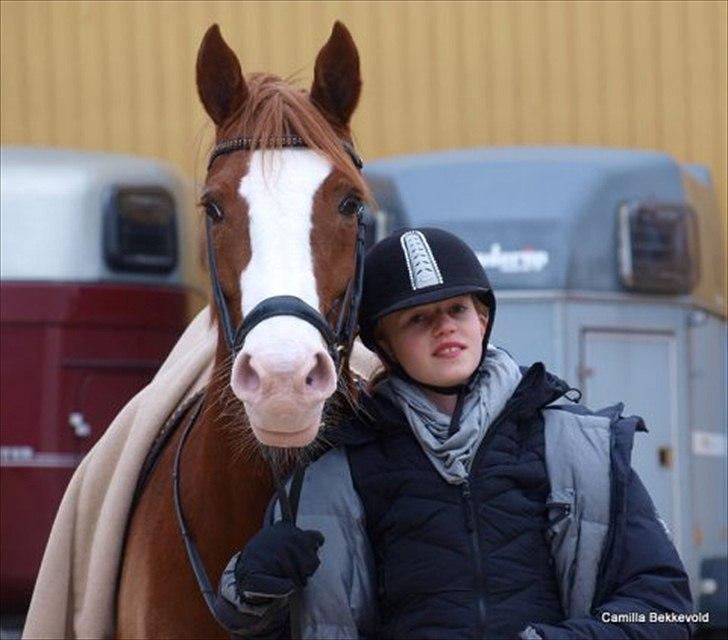 Hollandsk Sportspony Natasje Sharon billede 3