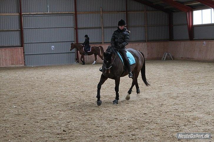 Trakehner Eros - Opvarmning :) billede 16