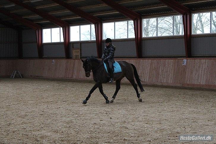Trakehner Eros - Eros træning billede 17