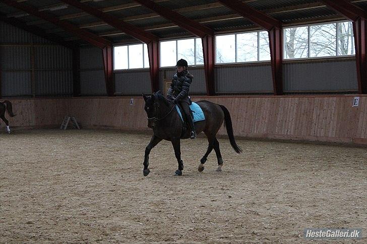 Trakehner Eros - Eros træning billede 18