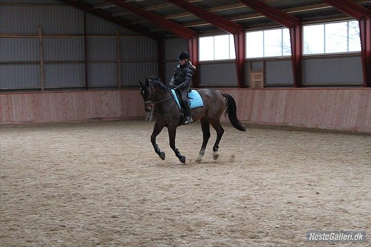 Trakehner Eros billede 19