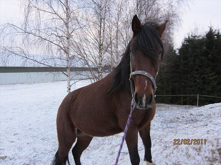 Traver Torak billede 6