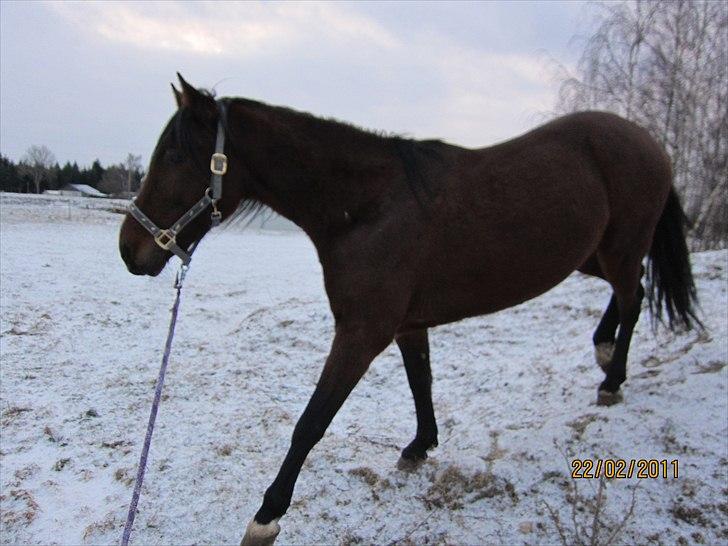 Traver Torak billede 7