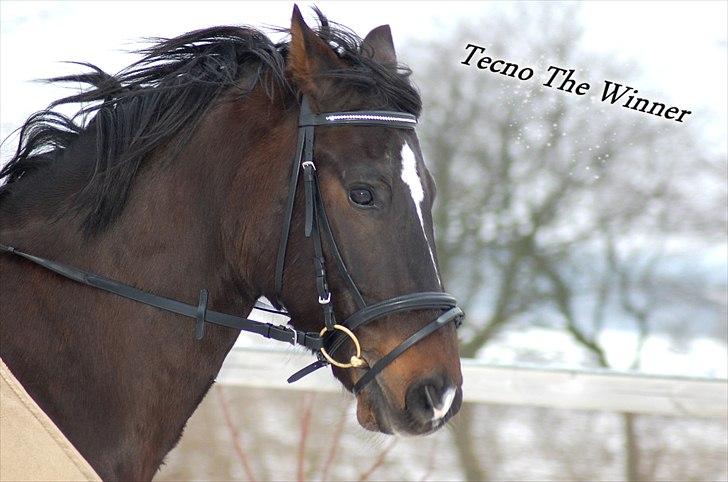 Welsh Cob (sec D) Tecno  - Tecno the Winner billede 1