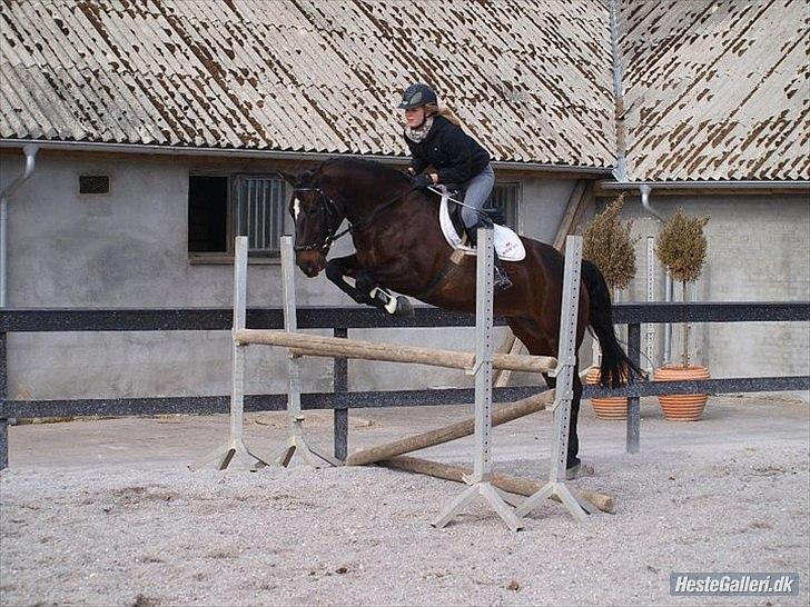 Welsh Cob (sec D) Tecno  - Nye ejer den dag hun købte ham, de seje. d. 27-03-2011 billede 3