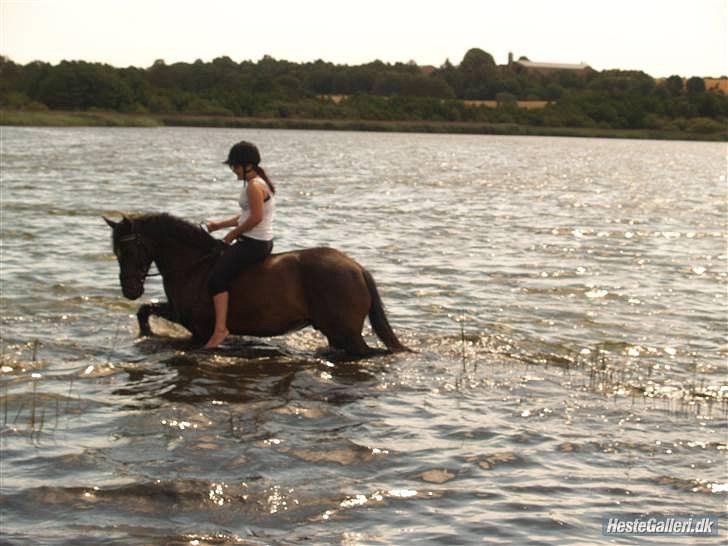 Welsh Cob (sec D) Tecno  - Tecno og tidligere ejer i vandet. billede 4