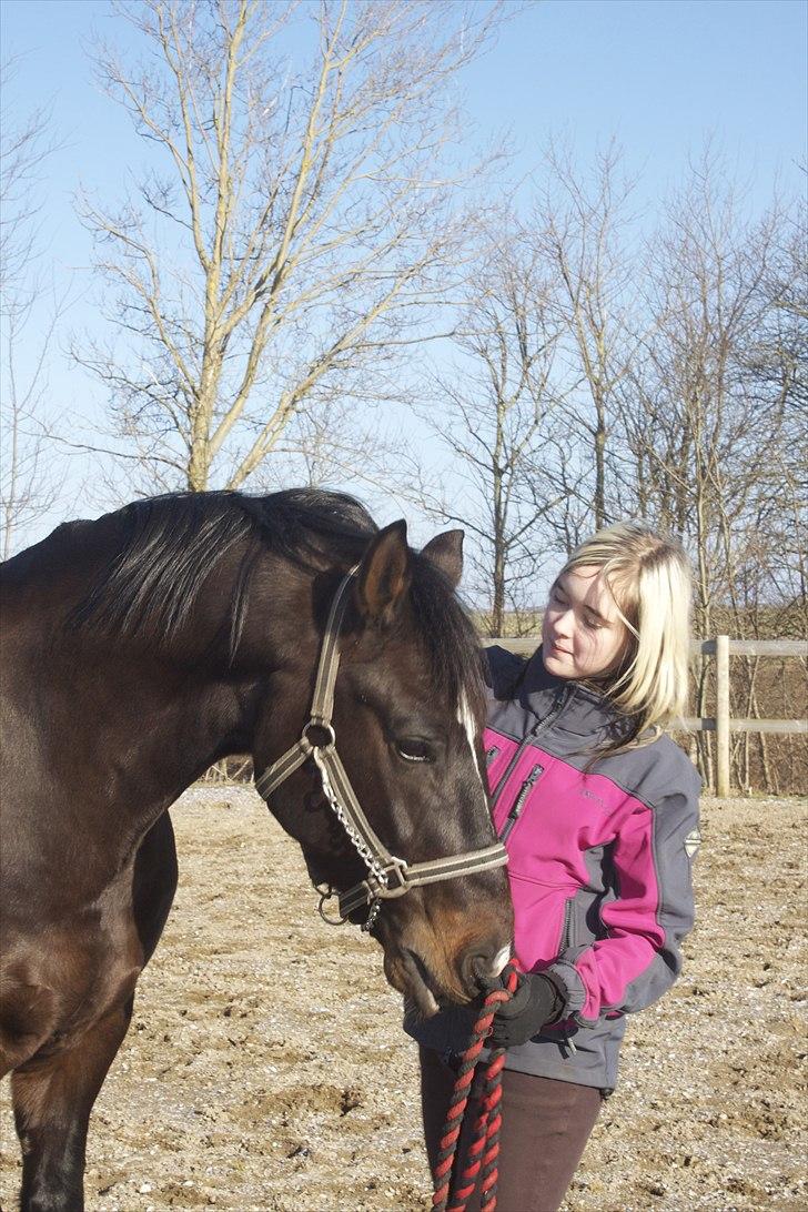 Welsh Cob (sec D) Tecno  - Tecno og mig for længe siden... billede 7