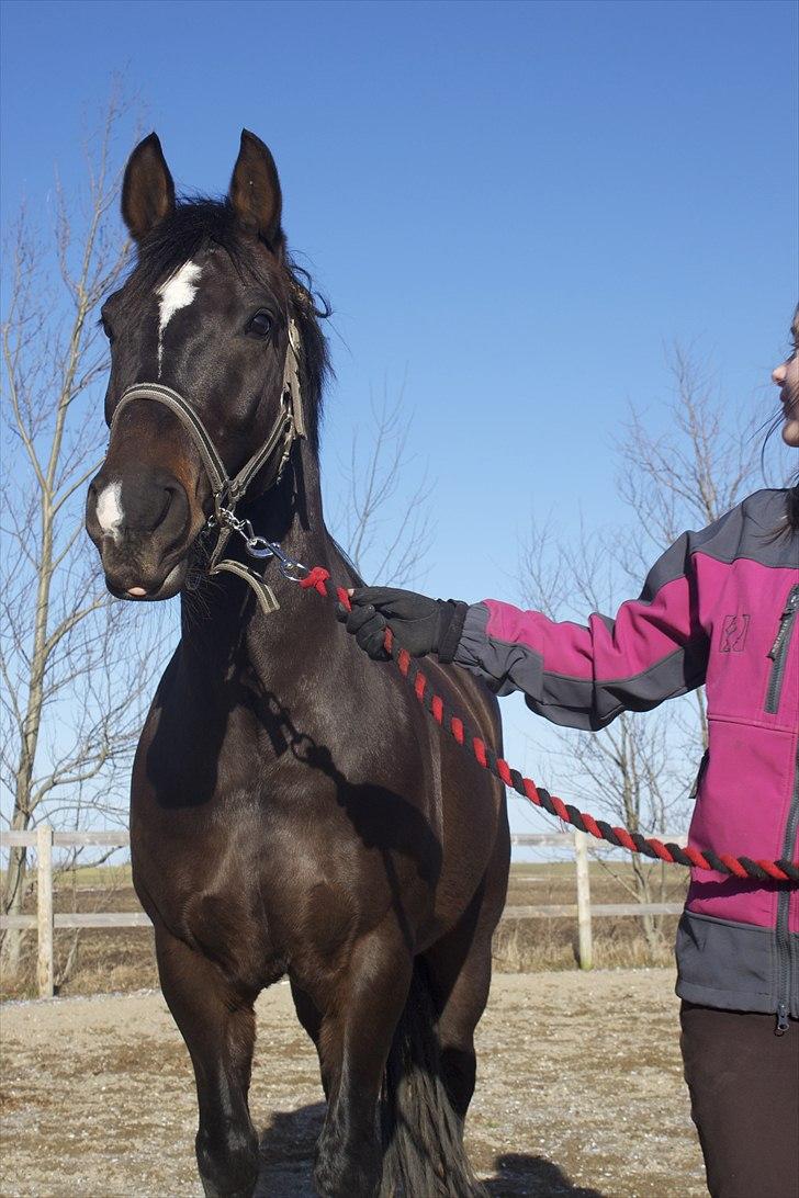 Welsh Cob (sec D) Tecno  - Damn, en køn pony! billede 8