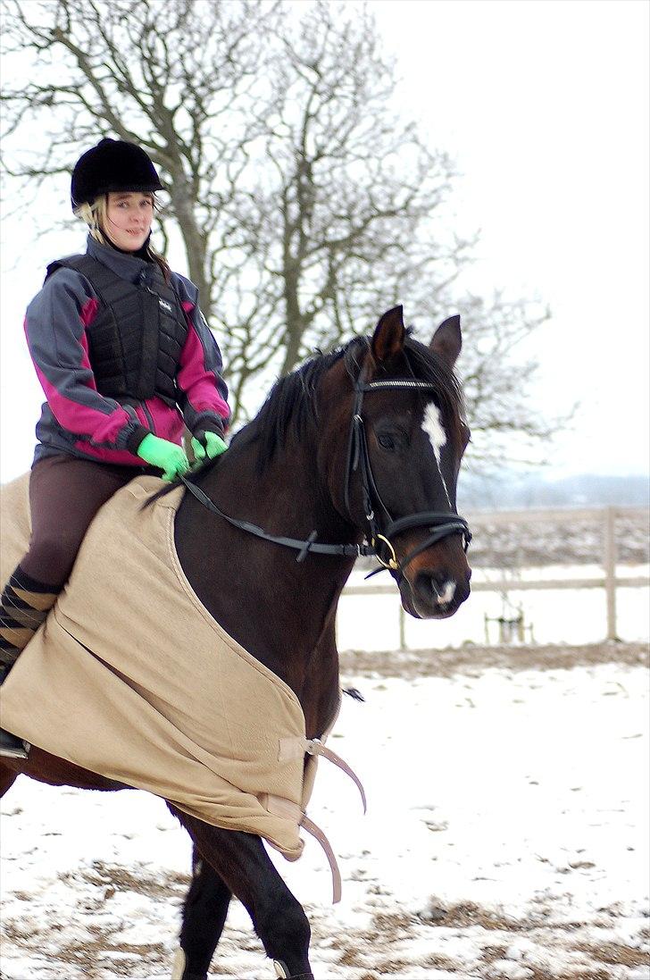 Welsh Cob (sec D) Tecno  - det var ikk' let for mig.. jeg kunne have kæmpet for det men kan ikke gøre mere nu.. billede 9
