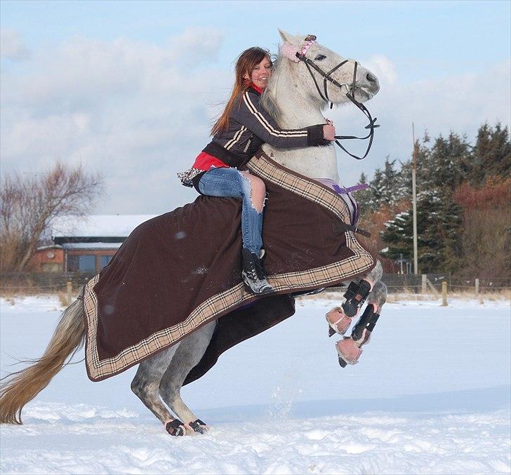 Hollandsk Sportspony Shakira - Foto: Annika Larsen :) billede 17