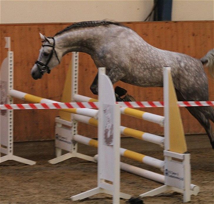 Arabisk fuldblod (OX) SL Carrera billede 10
