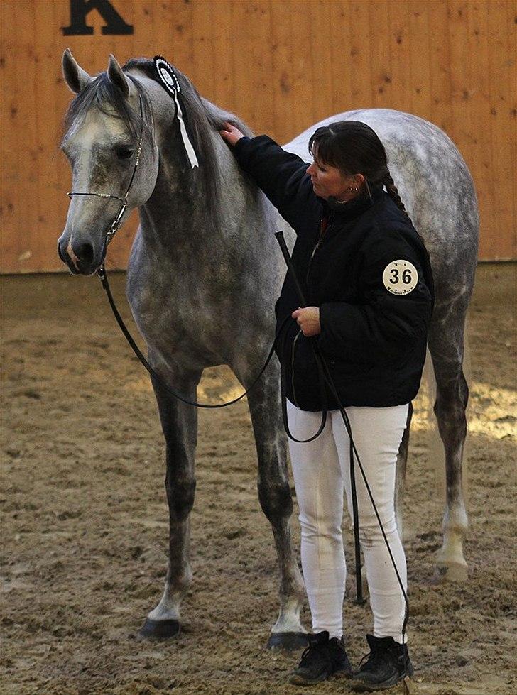 Arabisk fuldblod (OX) SL Carrera billede 12
