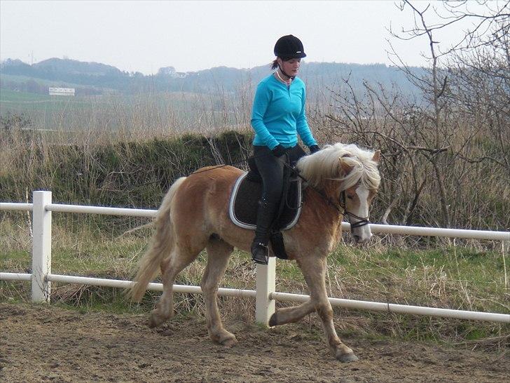 Haflinger Armani  - Velkommen til Armani´s profil :) Smid gerne en kommentar:) billede 2