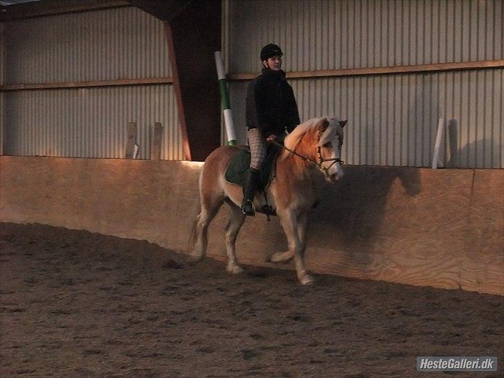 Haflinger Armani  billede 5