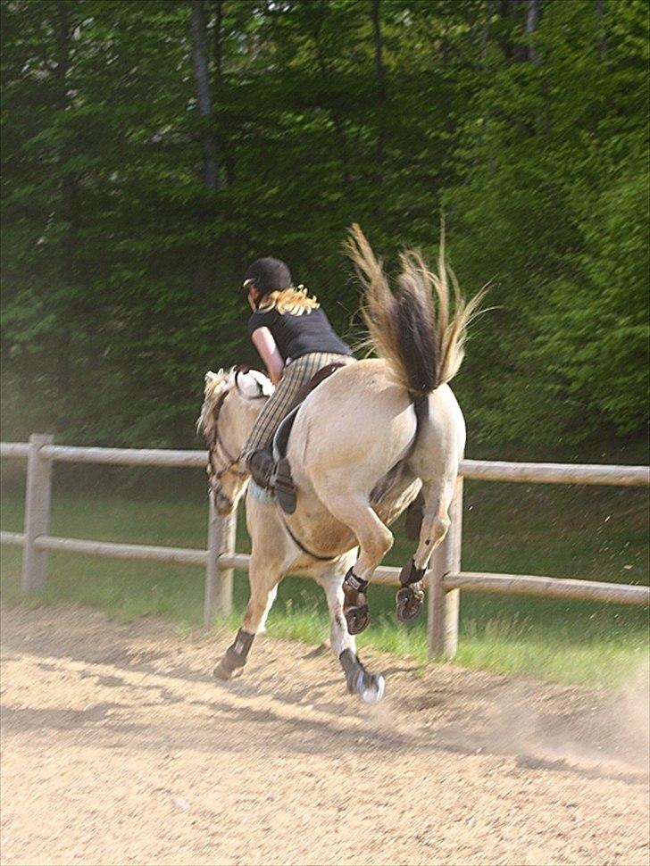 Fjordhest Søgårdens Birk <3 - Haha en glad pony til ponygames!<3 - Foto: Skov billede 27