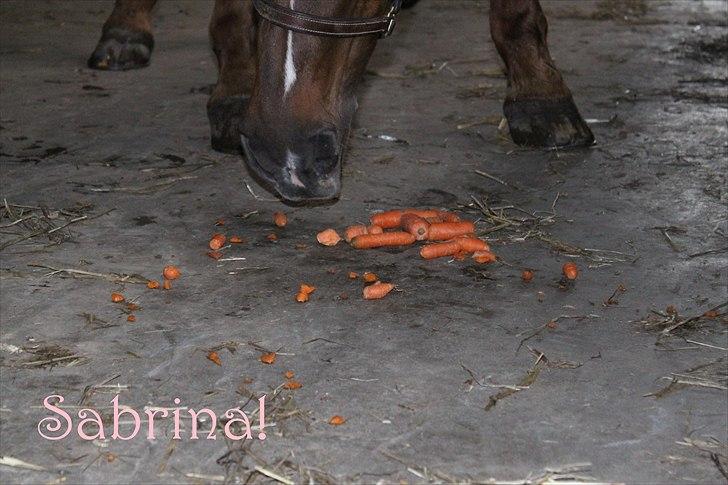 Anden særlig race Sabrina.. PASSER! R.I.P<3 - Mums! Gulerød(: billede 3