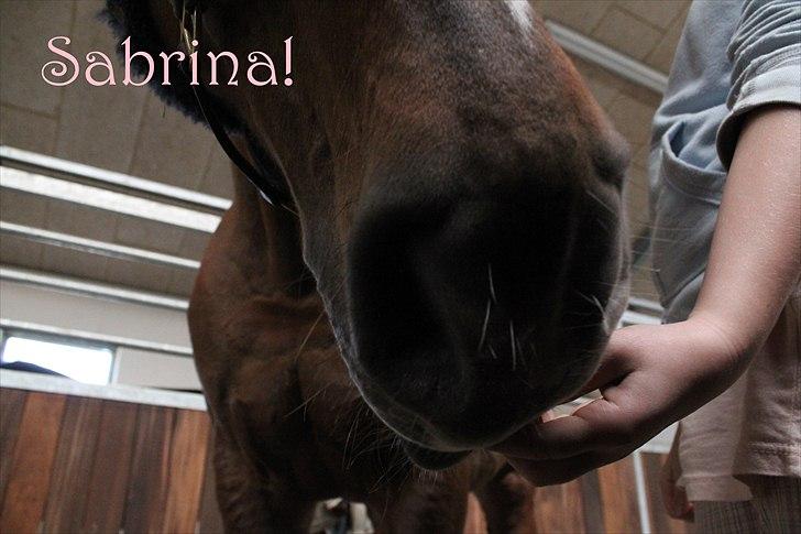 Anden særlig race Sabrina.. PASSER! R.I.P<3 - Sabrinas bløde og flotte mule(: billede 5